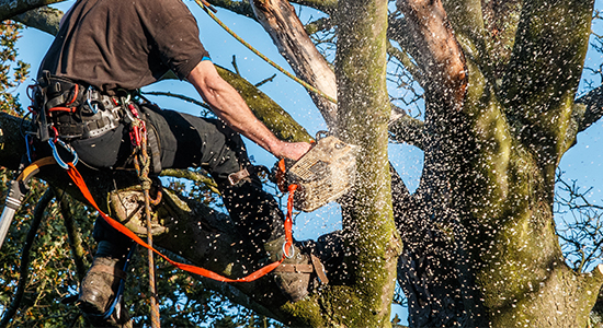 a tree surgeon attached to a harness using a chainsaw to cut off a branch on a tree