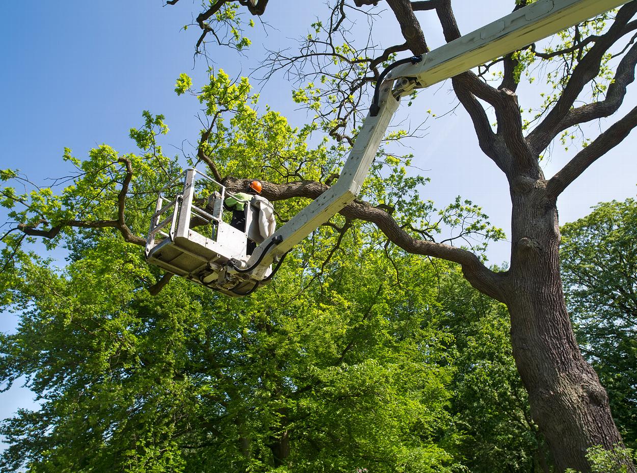 a tree surgeon in an apple picker tending to extended branches of a leafless tree