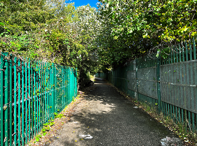 trees overhanging fences on a pathway