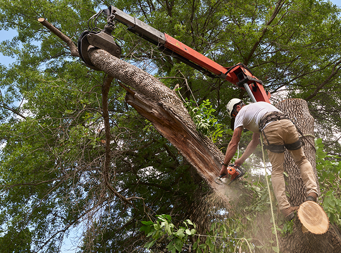 a tree surgeon removing diseased and dead wood from a tree