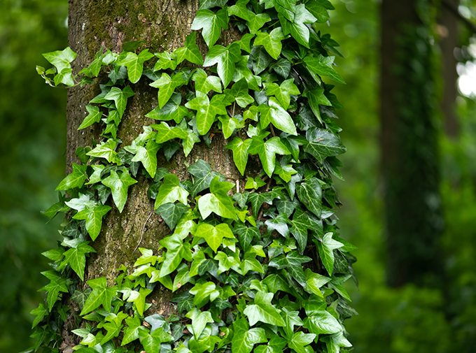 a tree with ivy covering it in a wooded area