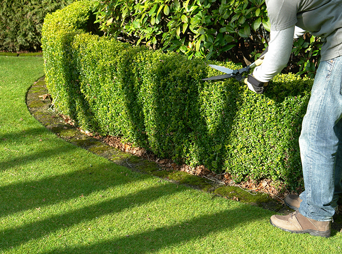 a person trimming a shaped hedge in a curved border garden