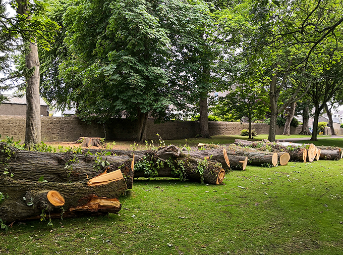 a number of felled tree trunks sitting in an open green space with other standing trees