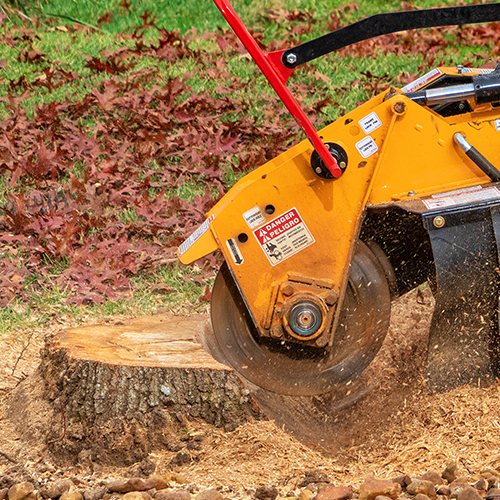 a stump grinding machine in the process of removing a stump from the ground in an autumnal environment