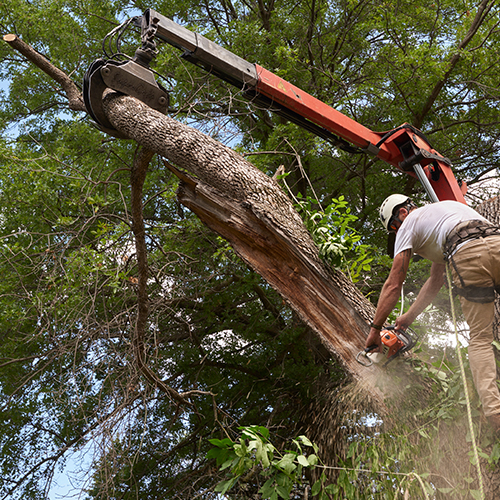 a tree surgeon removing a diseased and dead log from a tree