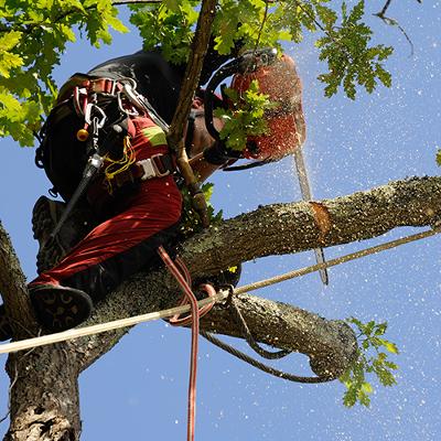 a tree surgeon using a petrol chainsaw removing a harnessed tree branch