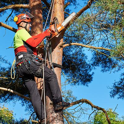 a tree surgeon up a tree sawing off a branch on a sunny day