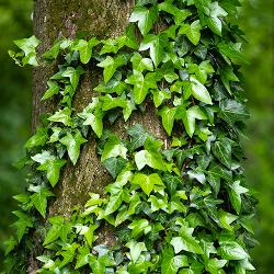 a tree covered with ivy in a wooded area