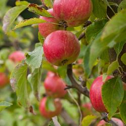 a close up of red apples growing on an apple tree in an orchard