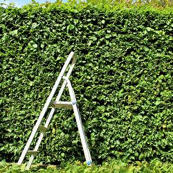 a ladder in front of a hedge with pruned parts of the hedge below